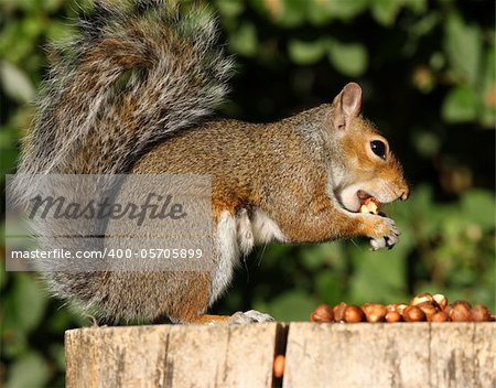 Portrait of a Grey Squirrel on a tree stump in Autumn sunshine