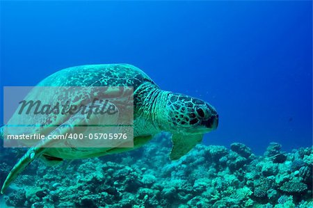 sea green turtle a underwater view. red sea, egypt.