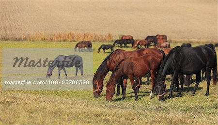 Herd of horses grazing in an autumn field.