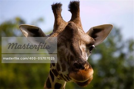 very close giraffe portrait looking at the camera. Great colors.