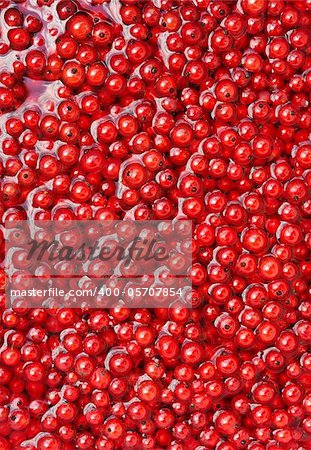 Fresh red currant berries in water - background