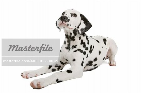 Dalmatian puppy in front of a white background