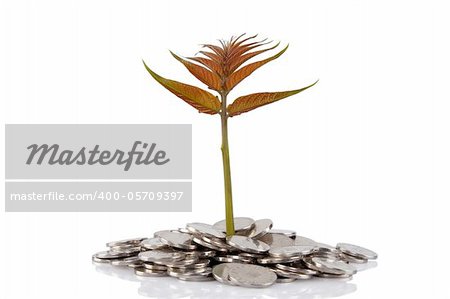 New plant growing from the coins. Money financial concept