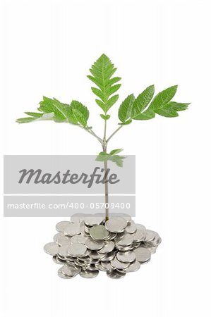 Green plant growing from the coins. Money financial concept