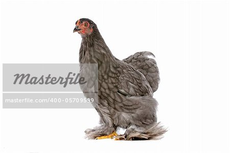 Colourful Chicken in front of a white background