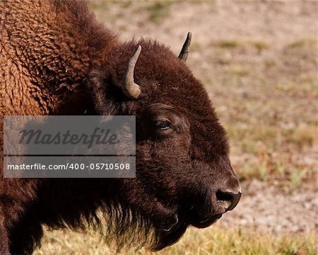 Close up of a bison  during fall in Yellowstone park