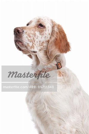 English Setter in front of a white background