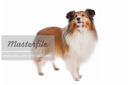 Shetland sheepdog in front of a white background