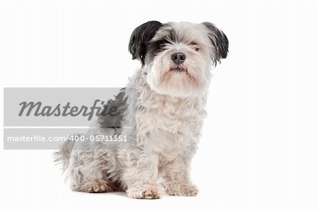 shih tzu in front of a white background