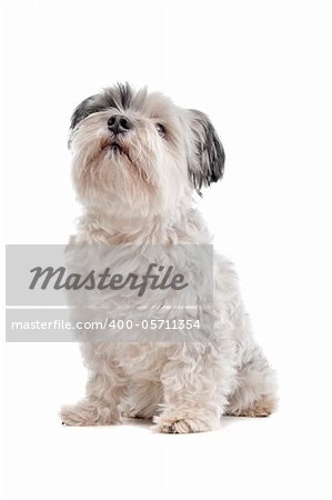 shih tzu in front of a white background