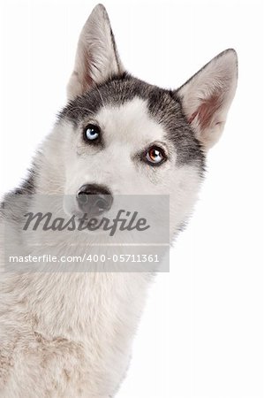 Siberian Husky puppy in front of a white background