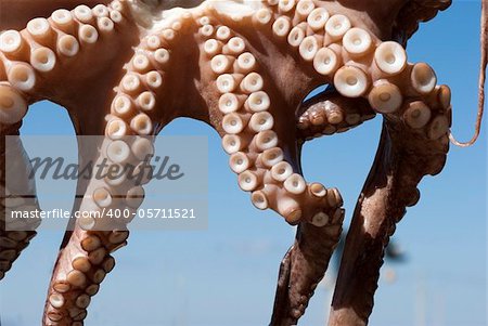 Part of Greek squid hanging in the wind and sun outdoors.