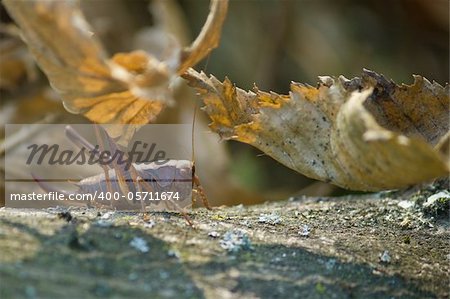 Grasshopper in natural forrest environment - macro photo of Caelifera