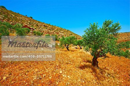 Olive Grove on the Slopes of the Mountains of Samaria, Israel