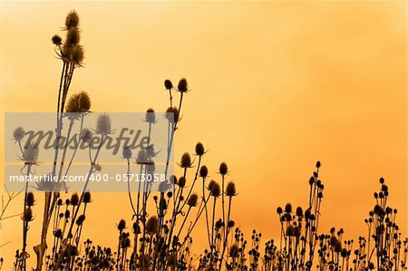 A field of dried teasel flowers against funereal sky. Sepia