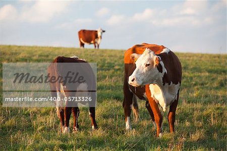 On the pasture at sunset