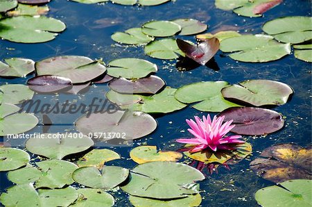 Pink flower of a Water Lily, Nymphaea against sun light