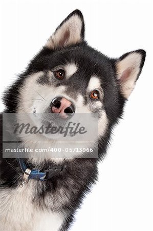 Alaskan Malamute in front of a white background