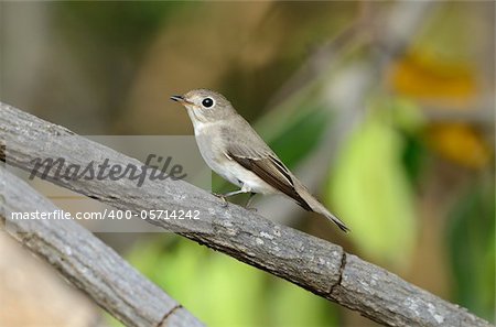 beatiful asian brown flycatcher(Muscicapa dauurica)