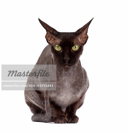black bald cat Sphinx isolated over white background