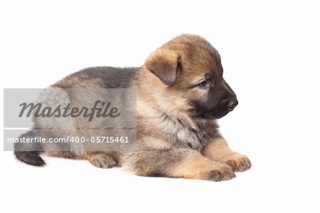German sheep-dog puppy isolated on white background