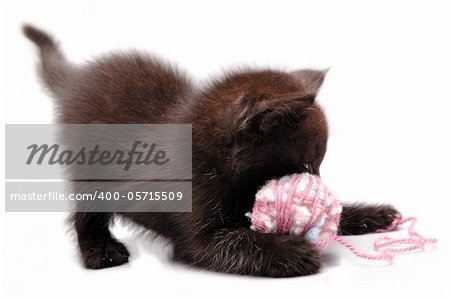 close-up portrait of kitten playing with wool ball