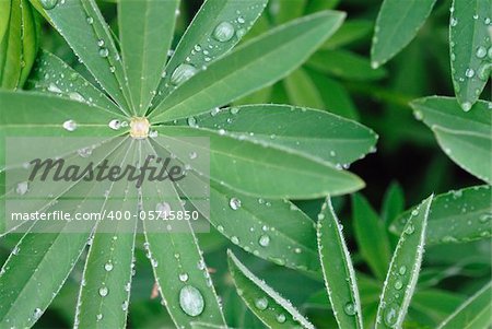 Water drops after rain on green leaves of decorative flower