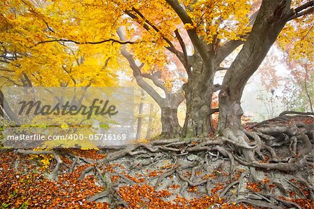 An image of a beautiful yellow autumn forest