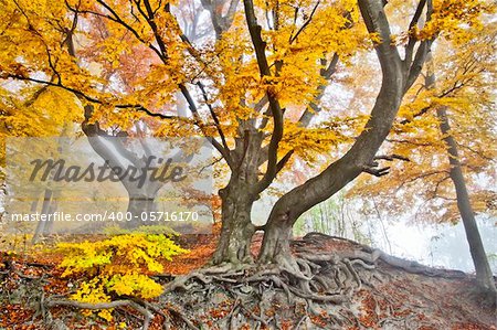 An image of a beautiful yellow autumn forest