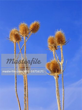 Group of dried teasel flowers against blue sky