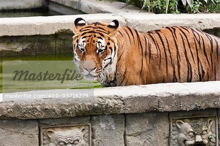 A hungry tiger looking for food in a private zoo, Italy