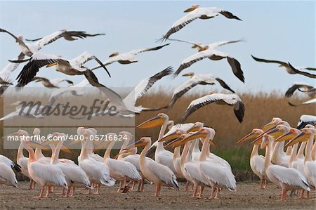 white pelicans in the Danube Delta, Romania
