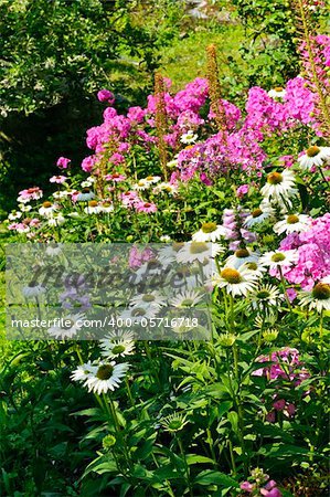 Field full of fresh and colorful wild flowers