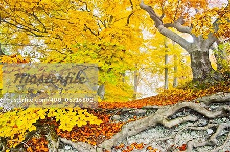 An image of a beautiful yellow autumn forest