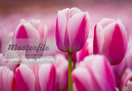 Picture of beautiful pink tulips on shallow deep of field