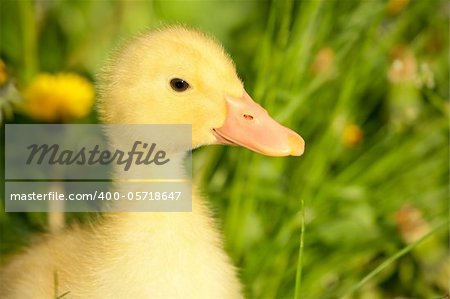 Small yellow duckling outdoor on green grass