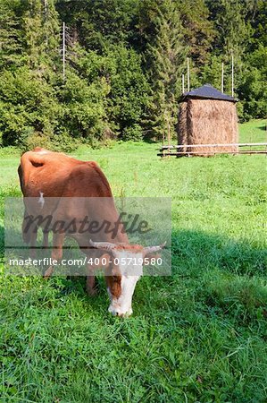 Haystack and cow on summer morning mountainside (Carpathian, Ukraine)