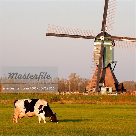 Traditional Dutch windmill with cows in Groot-Ammers, the Netherlands