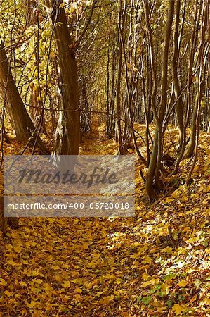 Ravine in the autumn woods covered with fallen maple leaves