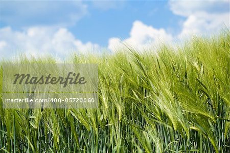 detail of organic green grains in summer time with blue sky