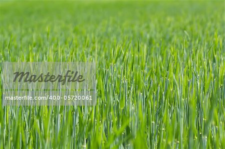 detail of field with green spring grains for background use