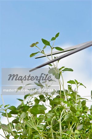 Scissors cutting fresh oregano (Origanum vulgare)