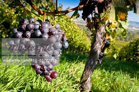 Red grapes in a German vineyard