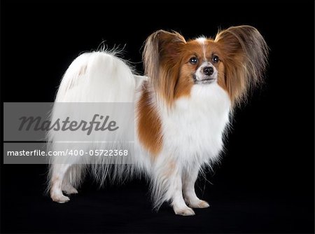 Dog breed Papillon on a black background