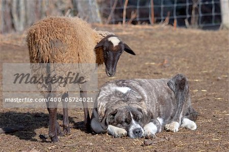 Flock of sheep, The Omañas, Leon, Spain