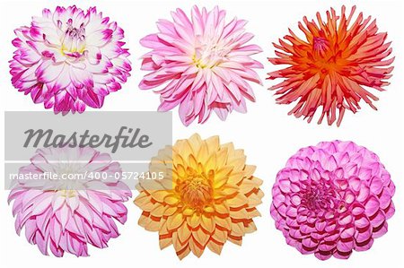 Collection of fresh dahlia flower heads isolated on white