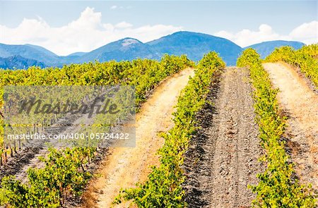 vineyars near Saint-Paul-de-Fenouillet, Languedoc-Roussillon, France