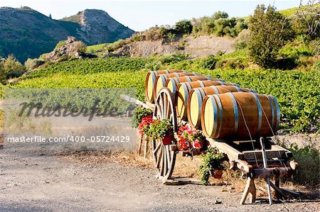Vignoble de barils, Villeneuve-les-Corbieres, Languedoc-Roussillon, France