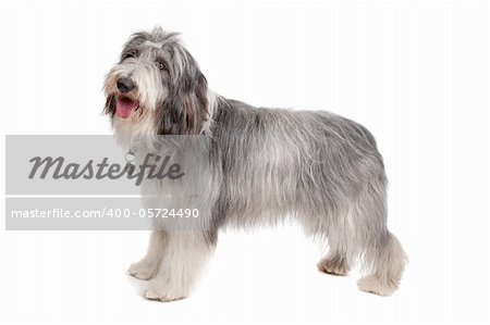 bearded collie in front of a white background