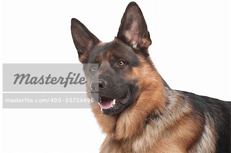 German shepherd in front of a white background